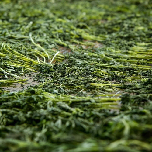 Kuru Isırgan Otu ( 40 Gram )