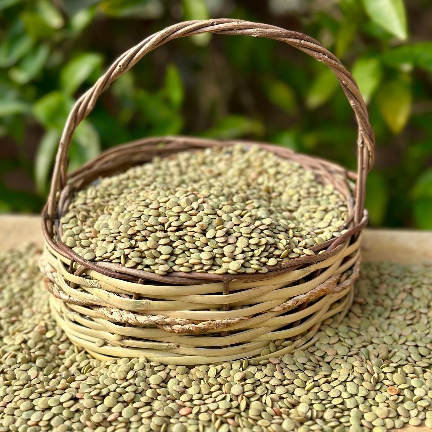 Yeşil Mercimek ( 500 Gram )